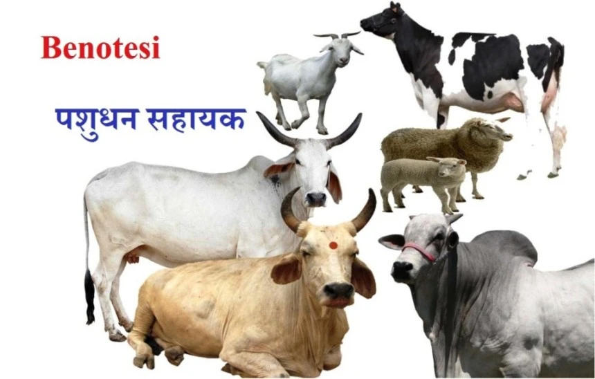 Livestock-Assistant-Exam-2016-पशुधन-सहायक-परीक्षा.webp